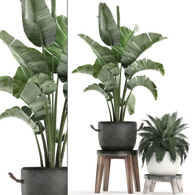 decorative plants in flower pots for the interior 459 Model 3D .c4d .max .obj .3ds .fbx .stl .blend 