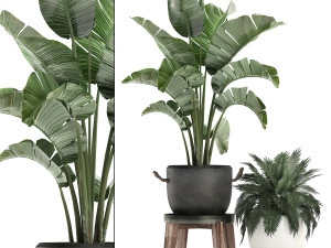 decorative plants in flower pots for the interior 459 3D Model