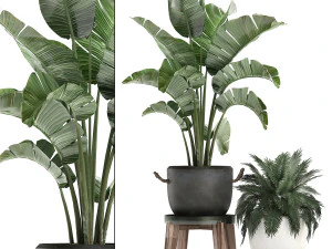 piante decorative in vasi da fiori per interni 459 Modello 3D