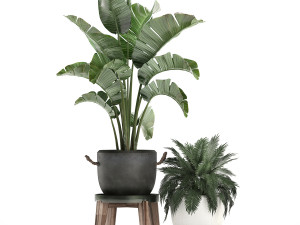 decorative plants in flower pots for the interior 459 Model 3D