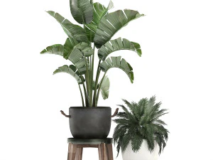 decorative plants in flower pots for the interior 459 3D Model