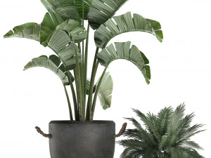 decorative plants in flower pots for the interior 459 3D Model