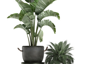 decorative plants in flower pots for the interior 459 Model 3D
