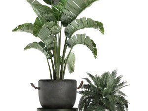 decorative plants in flower pots for the interior 459 3D Model