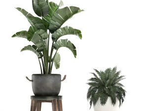 decorative plants in flower pots for the interior 459 3D Model
