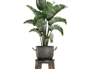 decorative plants in flower pots for the interior 459 Model 3D