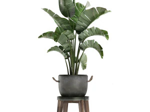 decorative plants in flower pots for the interior 459 3D Model