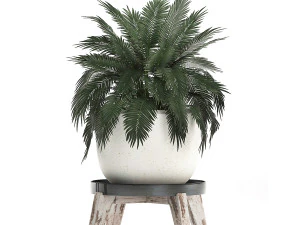 decorative plants in flower pots for the interior 459 3D Model