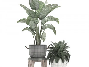 decorative plants in flower pots for the interior 459 3D Model