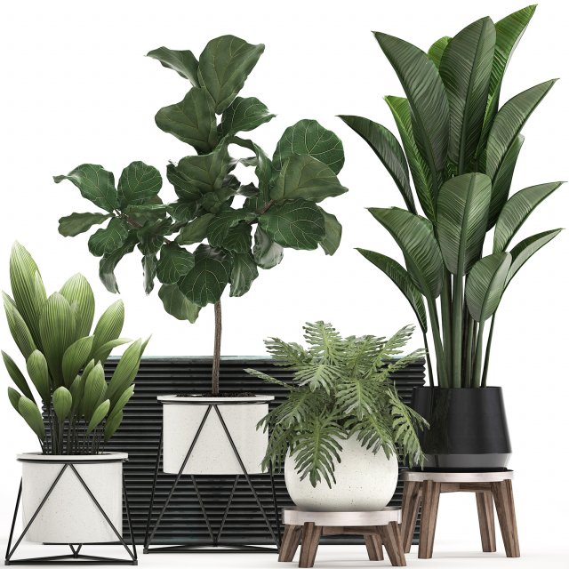 decorative plants in flower pots for the interior 460 Modello 3D .c4d .max .obj .3ds .fbx .stl .blend