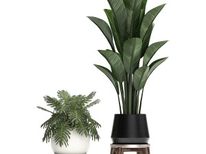 decorative plants in flower pots for the interior 460 Modello 3D