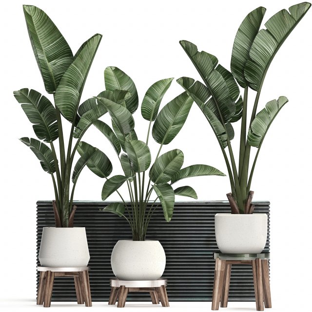 decorative plants in flower pots for the interior 461 Model 3D .c4d .max .obj .3ds .fbx .stl .blend 