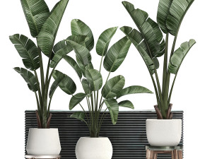 decorative plants in flower pots for the interior 461 3D Модель