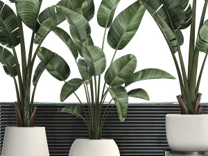 decorative plants in flower pots for the interior 461 Model 3D