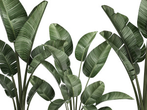 decorative plants in flower pots for the interior 461 Model 3D
