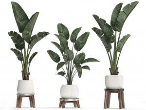 decorative plants in flower pots for the interior 461 Model 3D