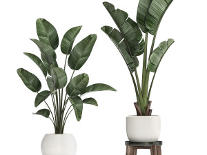 decorative plants in flower pots for the interior 461 Model 3D
