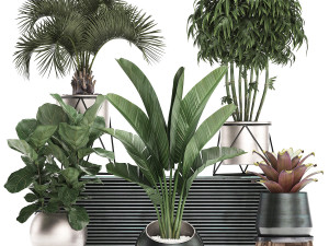 decorative plants in flower pots for the interior 463 3D Model