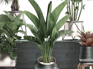 decorative plants in flower pots for the interior 463 3D Model