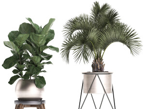 decorative plants in flower pots for the interior 463 3D Model