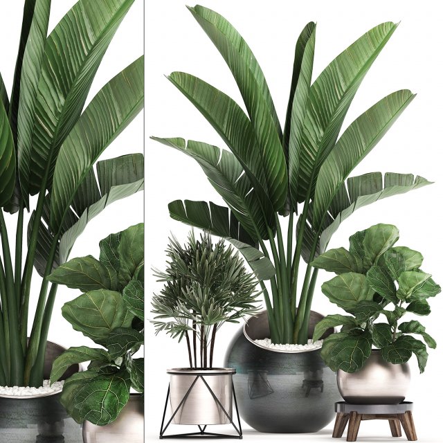 decorative plants in flower pots for the interior 464 3D Model .c4d .max .obj .3ds .fbx .stl .blend 