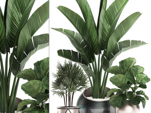 decorative plants in flower pots for the interior 464 3D मॉडल