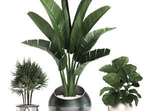 decorative plants in flower pots for the interior 464 3D Model