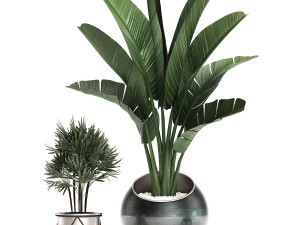 decorative plants in flower pots for the interior 464 3D Model