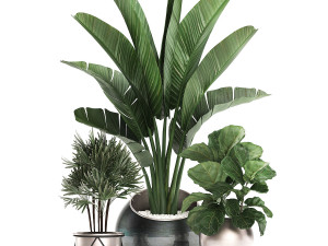 decorative plants in flower pots for the interior 464 3D Model