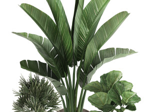 decorative plants in flower pots for the interior 464 3D Model