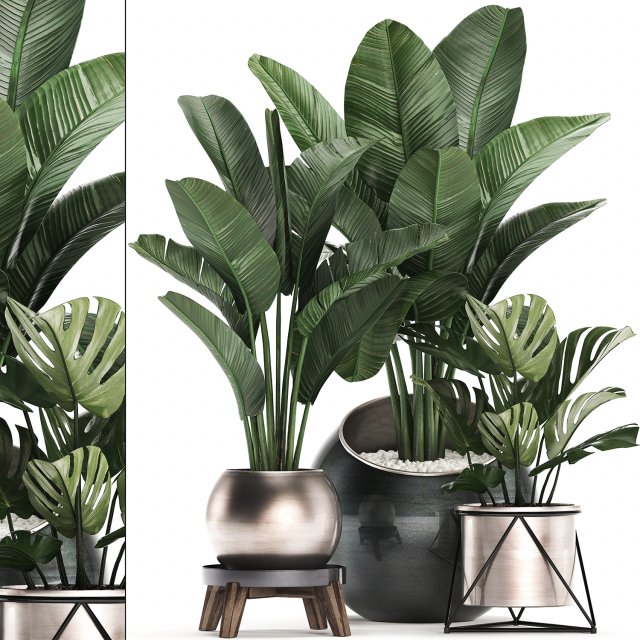 decorative plants in flower pots for the interior 465 Modelo 3D .c4d .max .obj .3ds .fbx .stl .blend 