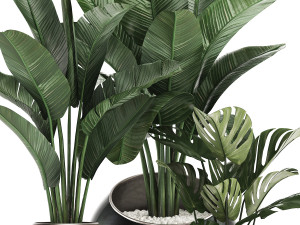 decorative plants in flower pots for the interior 465 Modelo 3D