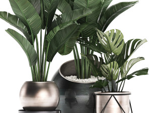 decorative plants in flower pots for the interior 465 Modelo 3D