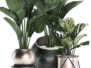 decorative plants in flower pots for the interior 465 3D Model