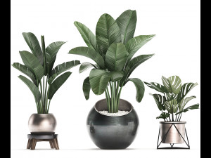 decorative plants in flower pots for the interior 465 Modelo 3D
