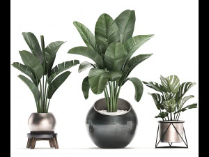 decorative plants in flower pots for the interior 465 3D Model