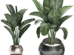 decorative plants in flower pots for the interior 465 Modelo 3D