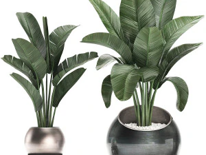 decorative plants in flower pots for the interior 465 3D Model