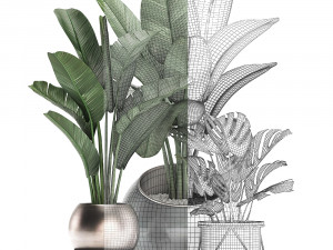 decorative plants in flower pots for the interior 465 Modelo 3D