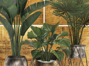 decorative plants in flower pots for the interior 466 Modelo 3D