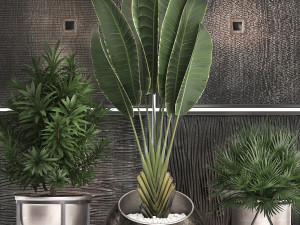 decorative plants in flower pots for the interior 469 3D Model