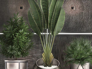 decorative plants in flower pots for the interior 469 3D Model