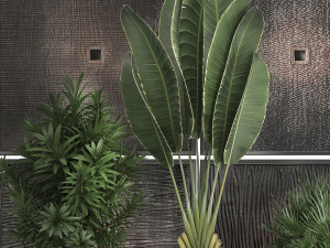 decorative plants in flower pots for the interior 469 3D Model