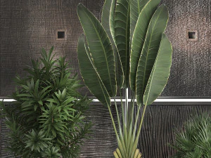 decorative plants in flower pots for the interior 469 3D Model