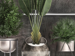 decorative plants in flower pots for the interior 469 3D Model