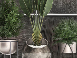 decorative plants in flower pots for the interior 469 3D Model