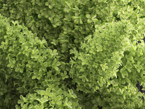 bouquet of green lilacs in a vase 94 3Dモデル