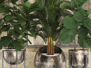 decorative plants in flower pots for the interior 472 Model 3D