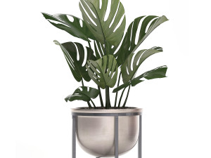decorative plants in flower pots for the interior 350 3D Model
