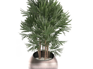 decorative plants in flower pots for the interior 350 3D Model